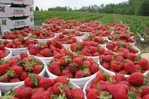 cara budidaya strawberry