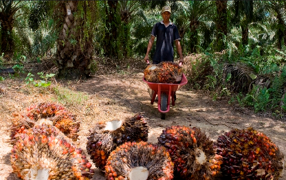 pupuk kelapa sawit